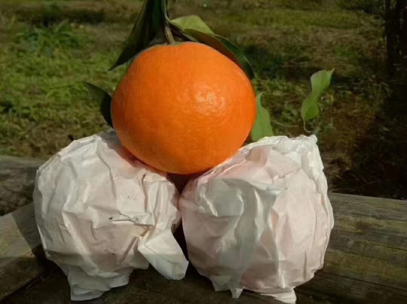 丹棱精品爱媛果冻橙.爱媛38