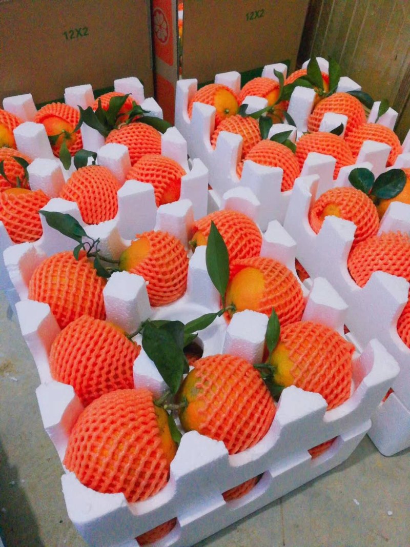 丹棱精品爱媛果冻橙.爱媛38