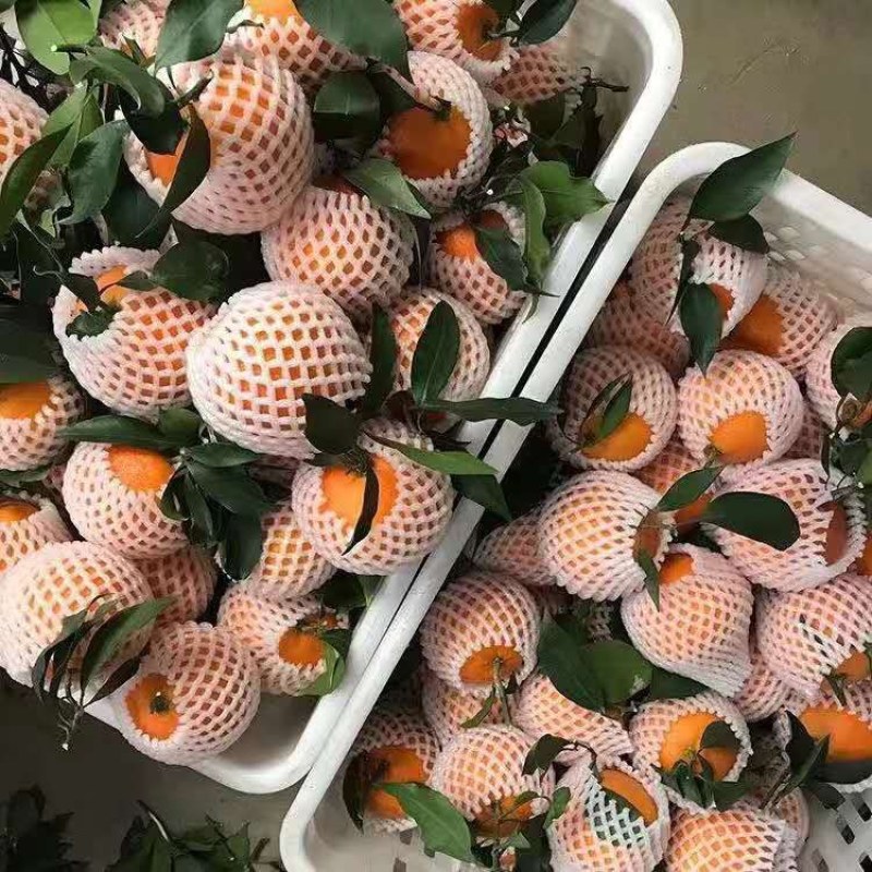 丹棱精品爱媛果冻橙.爱媛38
