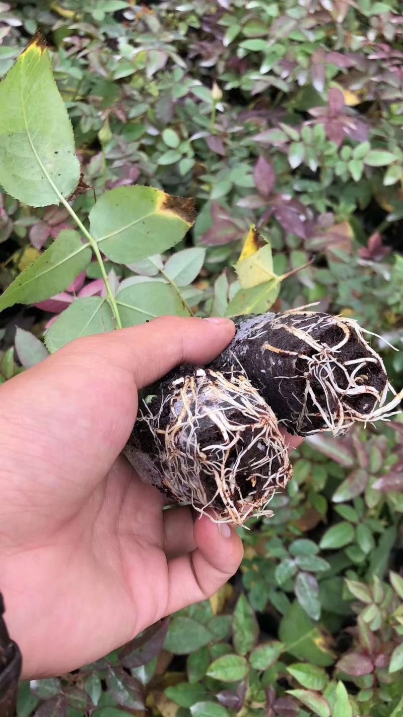 无纺布袋苗卡罗拉黑魔术传奇新娘芭比折射火焰迪薇娜