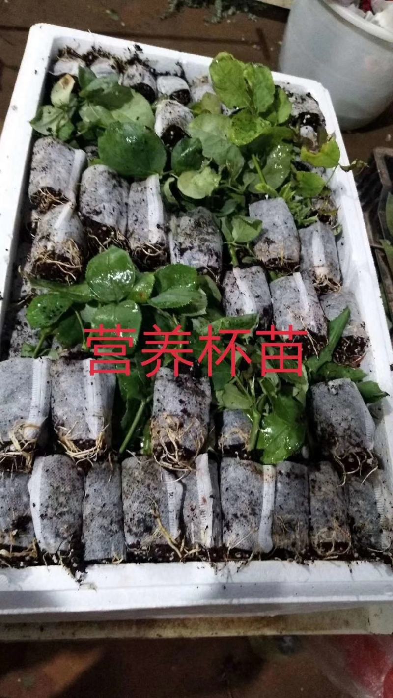 无纺布袋苗卡罗拉黑魔术传奇新娘芭比折射火焰迪薇娜