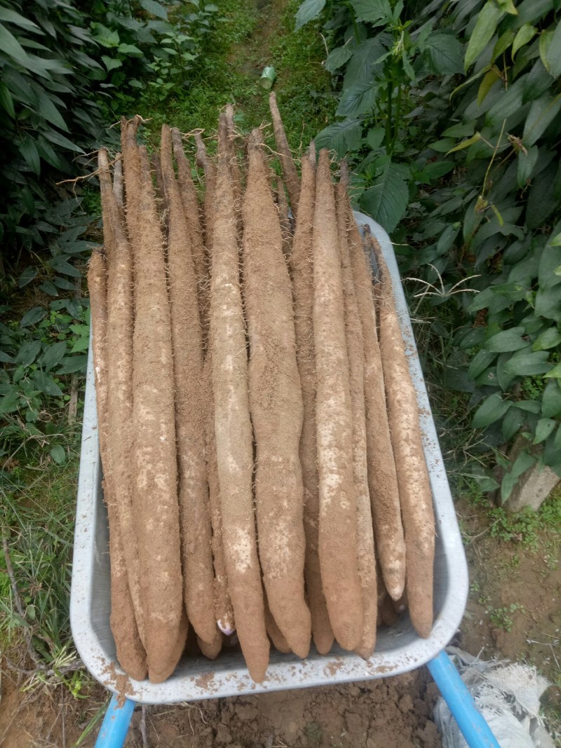 农产品苦瓜，丝瓜，豆角，淮山