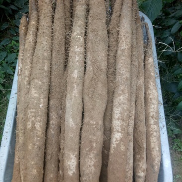 农产品苦瓜，丝瓜，豆角，淮山
