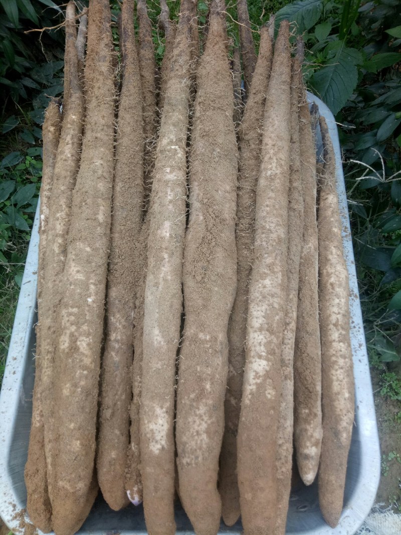 农产品苦瓜，丝瓜，豆角，淮山