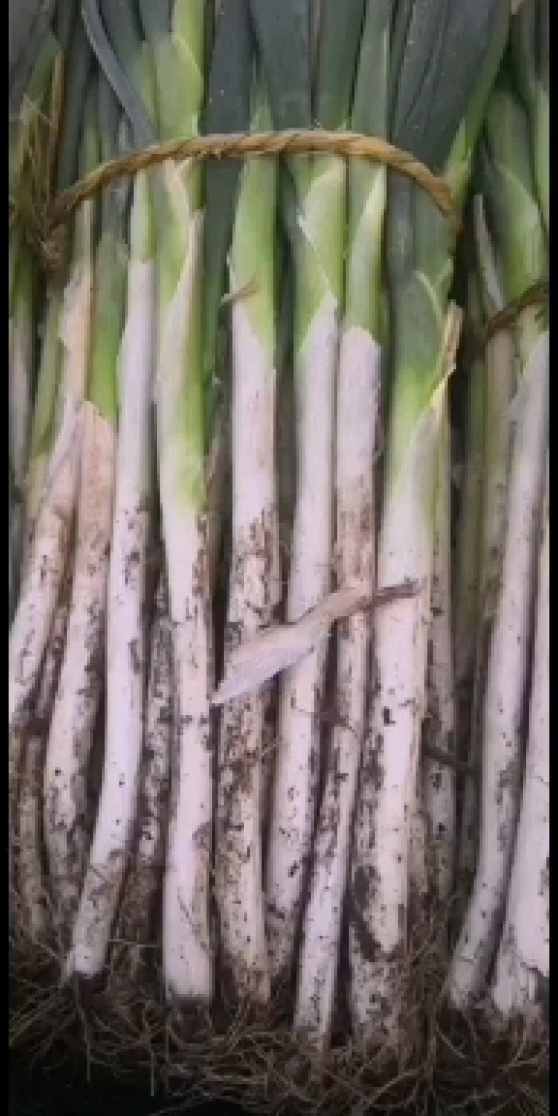 大葱，苤蓝大量上市，有要的联系我