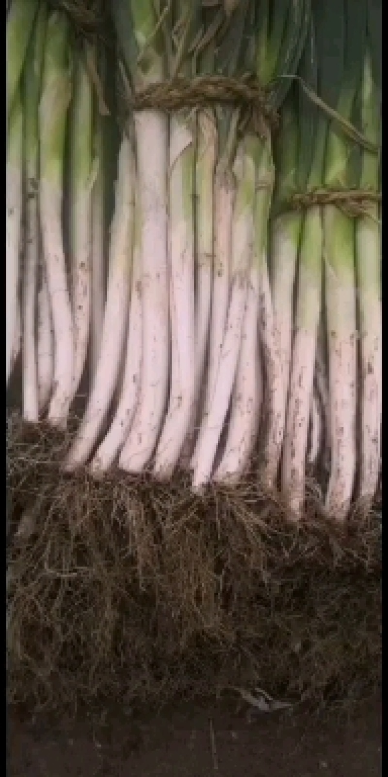 大葱，苤蓝大量上市，有要的联系我