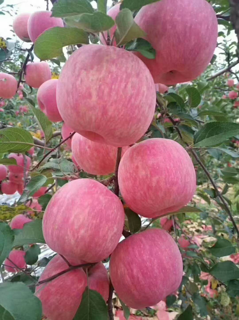 特级鲜水果红富士苹果脆甜条红片苹果冰糖心脆甜可口多汁富