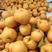 黄冠梨适合南北方种植、三包发货基地直销。