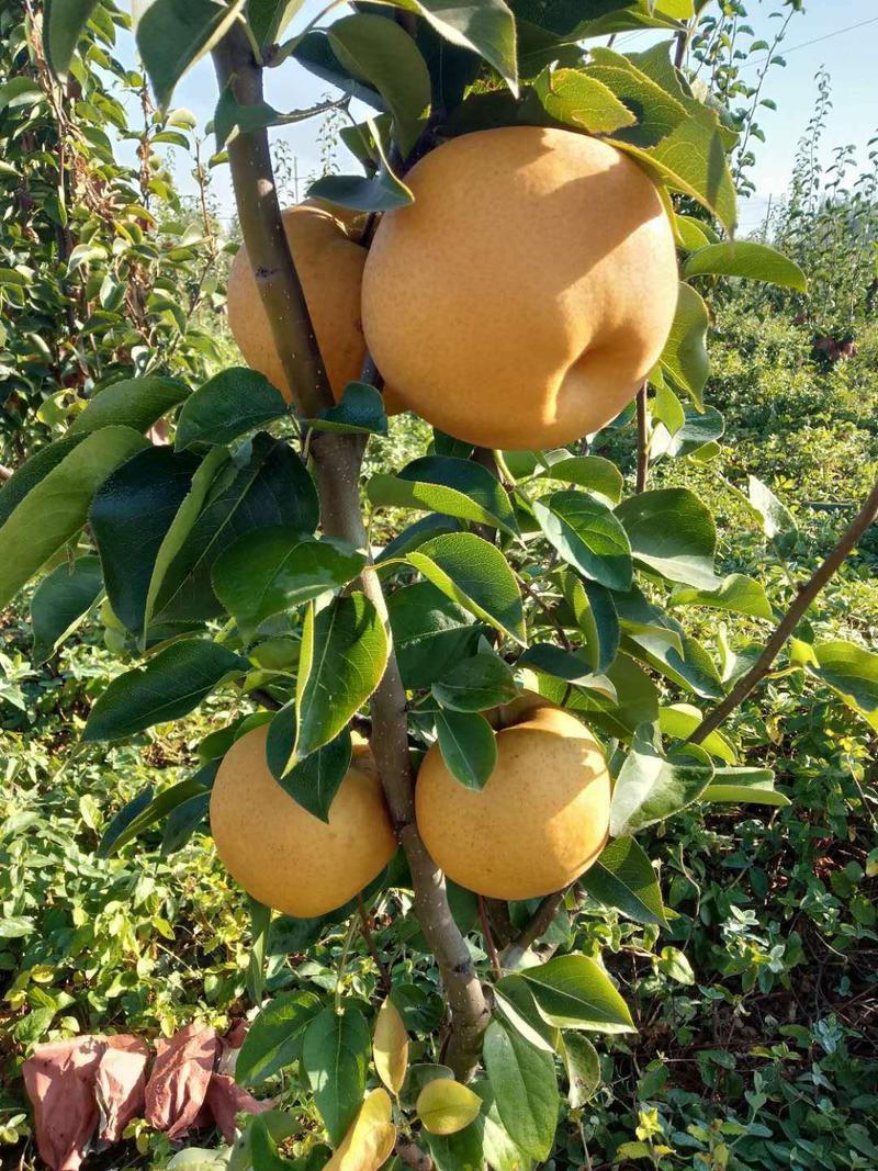 黄冠梨适合南北方种植、三包发货基地直销。