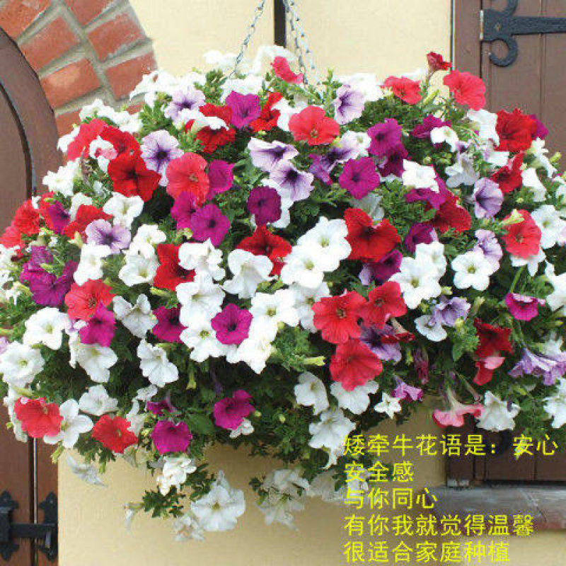 矮牵牛种子室内阳台植物盆栽多年生垂吊混色喇叭花观花花海花