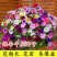 矮牵牛种子室内阳台植物盆栽多年生垂吊混色喇叭花观花花海花