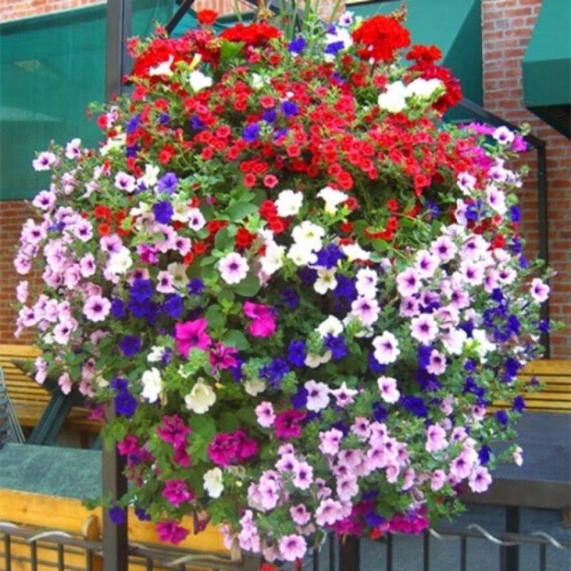 矮牵牛种子室内阳台植物盆栽多年生垂吊混色喇叭花观花花海花