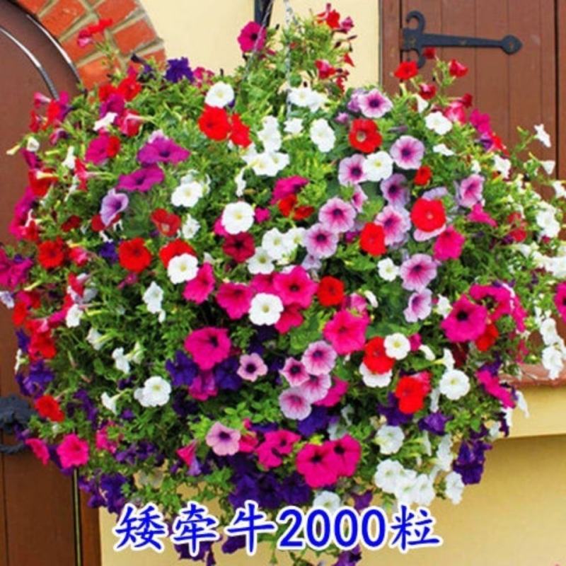矮牵牛种子室内阳台植物盆栽多年生垂吊混色喇叭花观花花海花