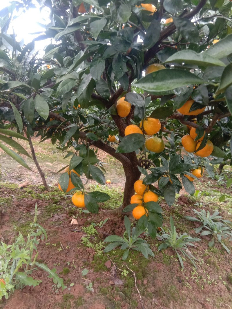 蜜桔，早熟蜜桔，果园看货采摘，坡地种植皮薄光亮口感甜，