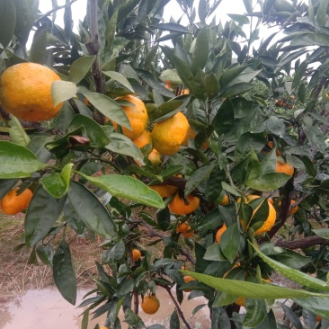 蜜桔，早熟蜜桔，果园看货采摘，坡地种植皮薄光亮口感甜，