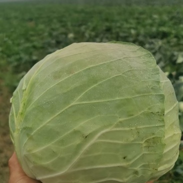 【热卖】优质精品包菜，产地直销新鲜上市量大从优全国