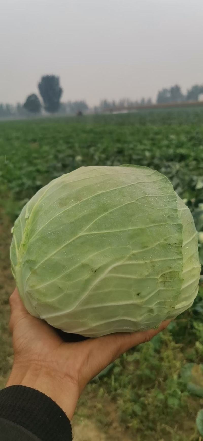 【热卖】优质精品包菜，产地直销新鲜上市量大从优全国