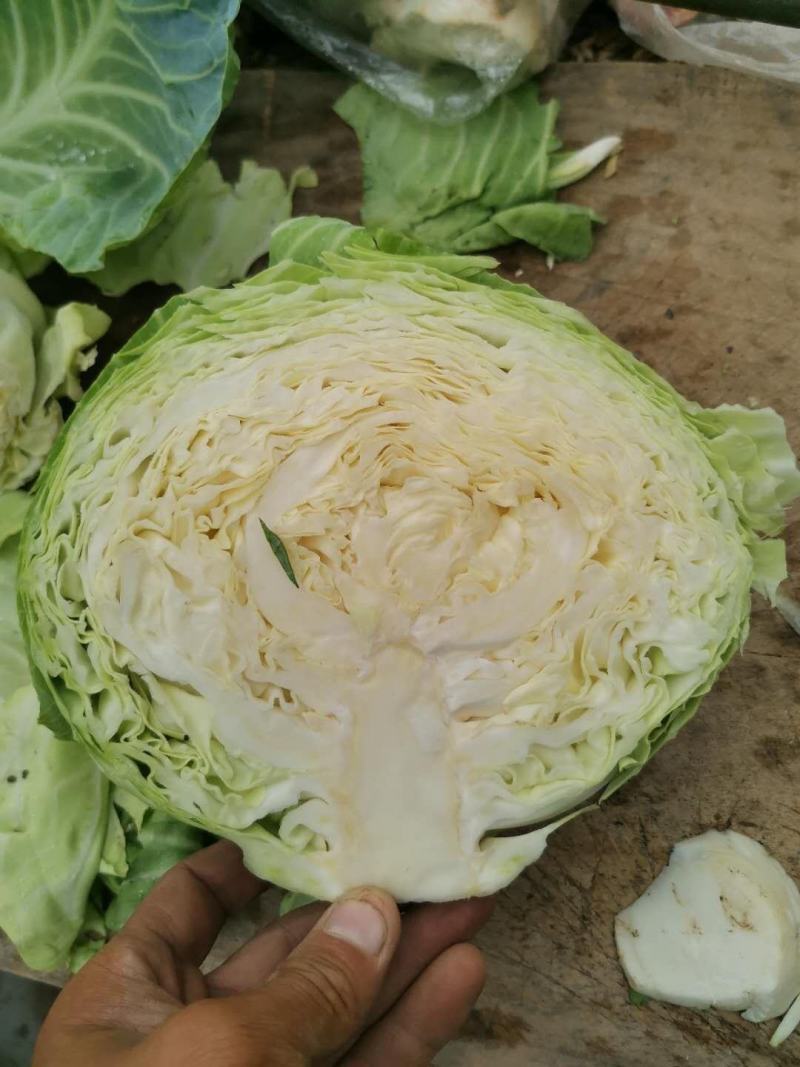 【热卖】优质精品包菜，产地直销新鲜上市量大从优全国