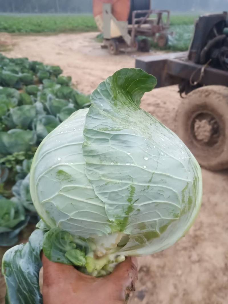 【热卖】优质精品包菜，产地直销新鲜上市量大从优全国