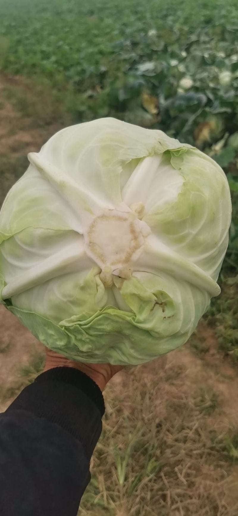 【热卖】优质精品包菜，产地直销新鲜上市量大从优全国