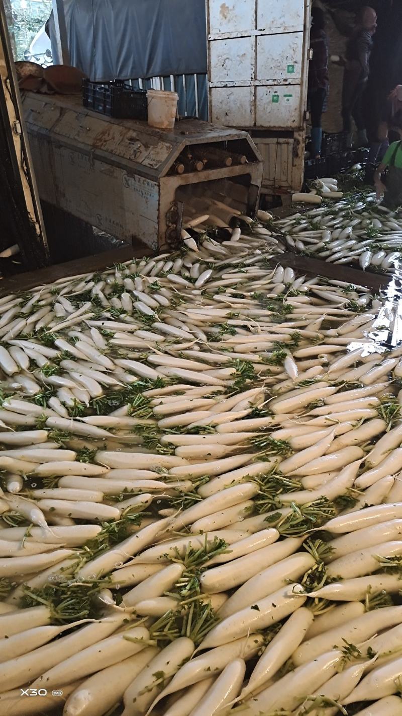高原白萝卜价格随行就市皮白条形好虫眼少