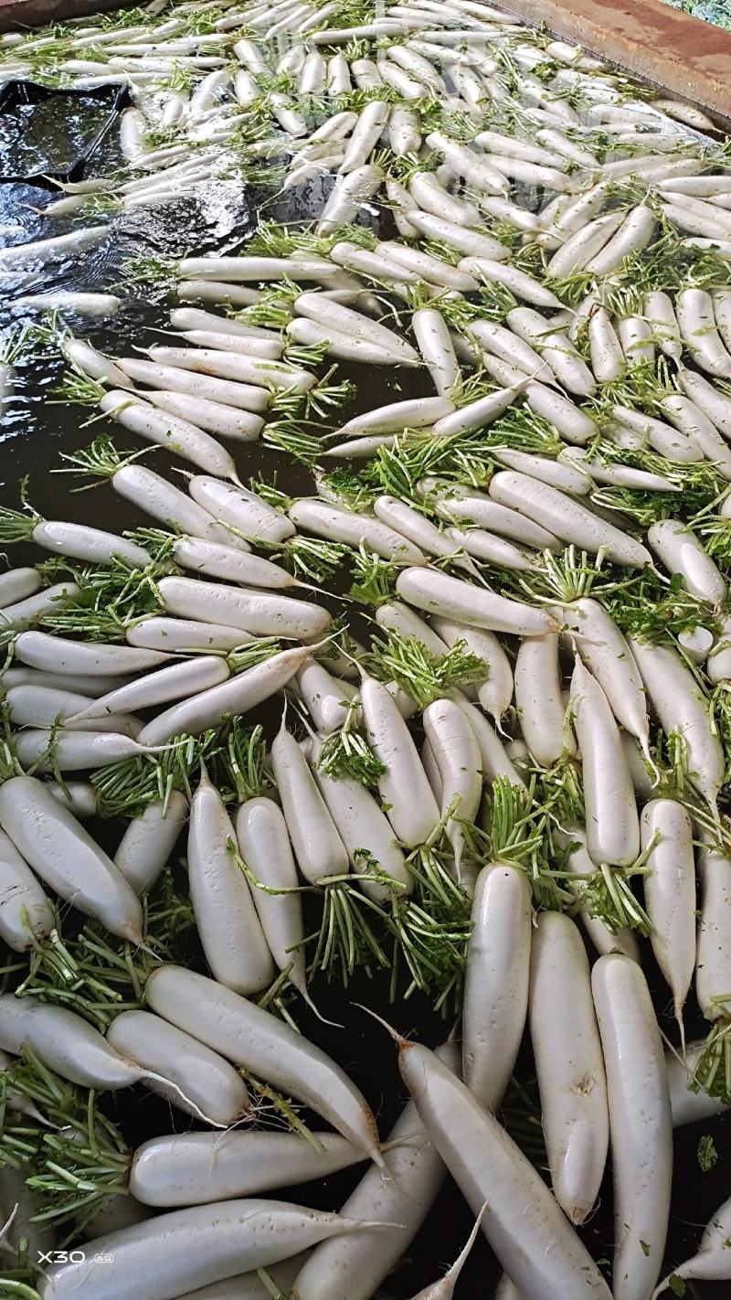 高原白萝卜价格随行就市皮白条形好虫眼少