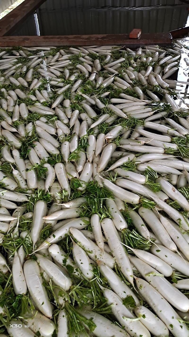 高原白萝卜价格随行就市皮白条形好虫眼少