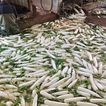 高原白萝卜价格随行就市皮白条形好虫眼少