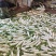 高原白萝卜价格随行就市皮白条形好虫眼少