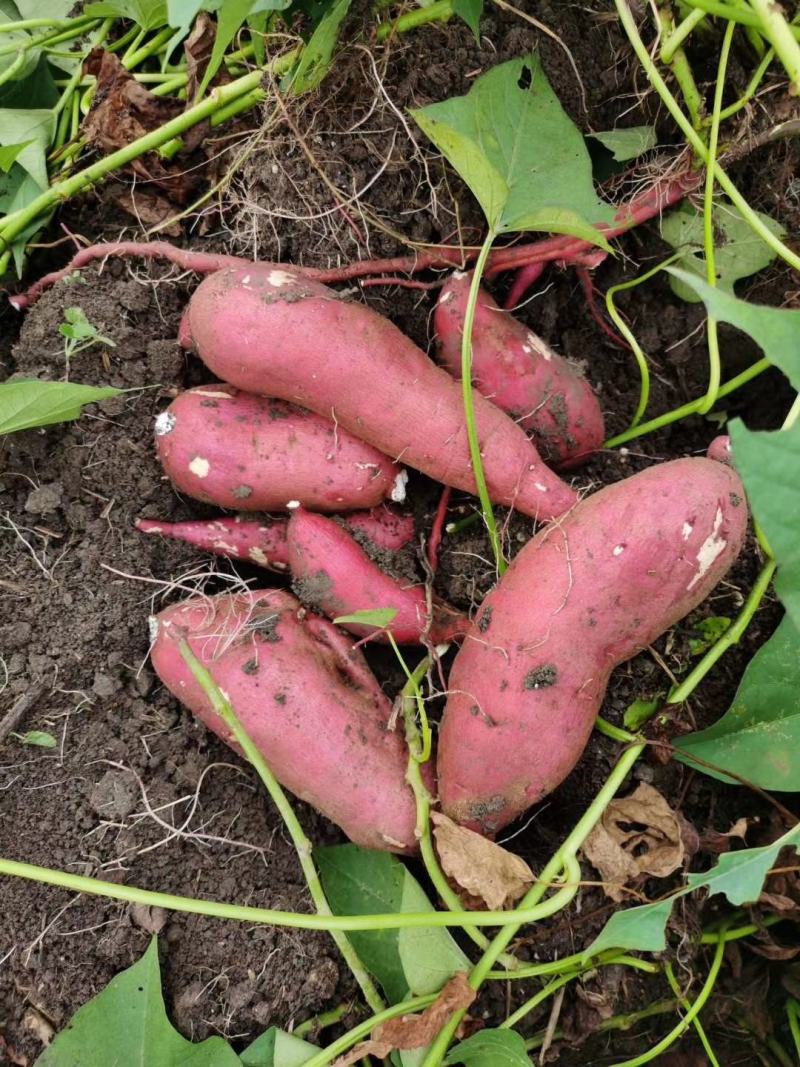 商丘精品商薯19基地直供货源充足质量保证条形漂亮价格