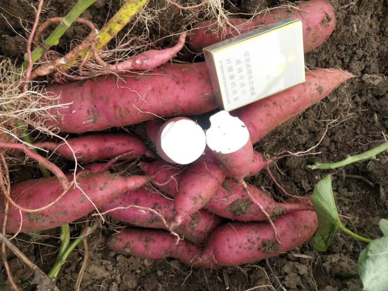 商丘精品商薯19基地直供货源充足质量保证条形漂亮价格