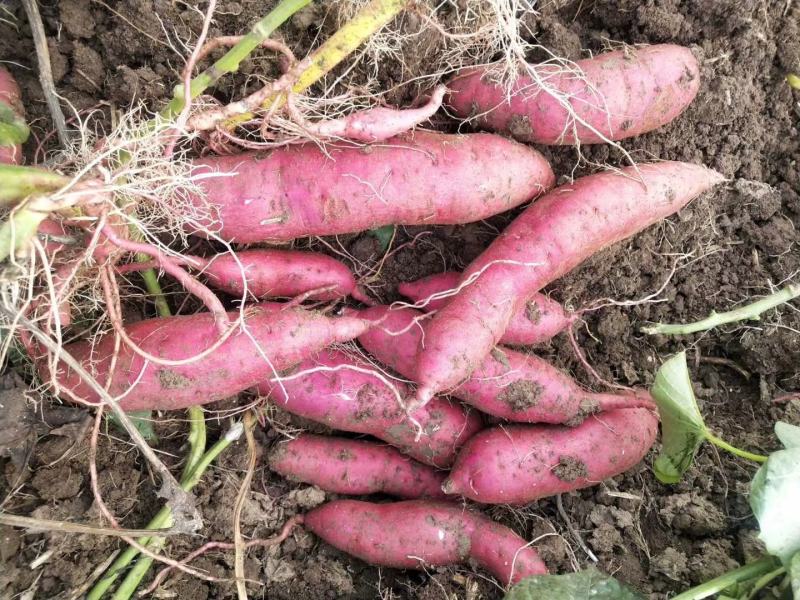 商丘精品商薯19基地直供货源充足质量保证条形漂亮价格