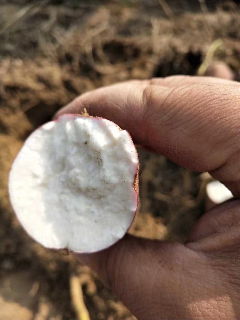 商丘精品商薯19基地直供货源充足质量保证条形漂亮价格