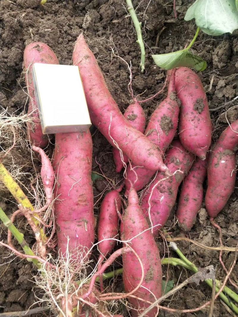 商丘精品商薯19基地直供货源充足质量保证条形漂亮价格