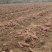 商丘精品商薯19基地直供货源充足质量保证条形漂亮价格