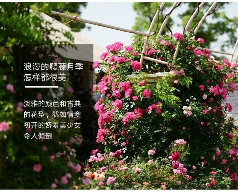 藤本月季爬藤月季2米高花苗植物花卉多季开花盆栽耐寒耐热