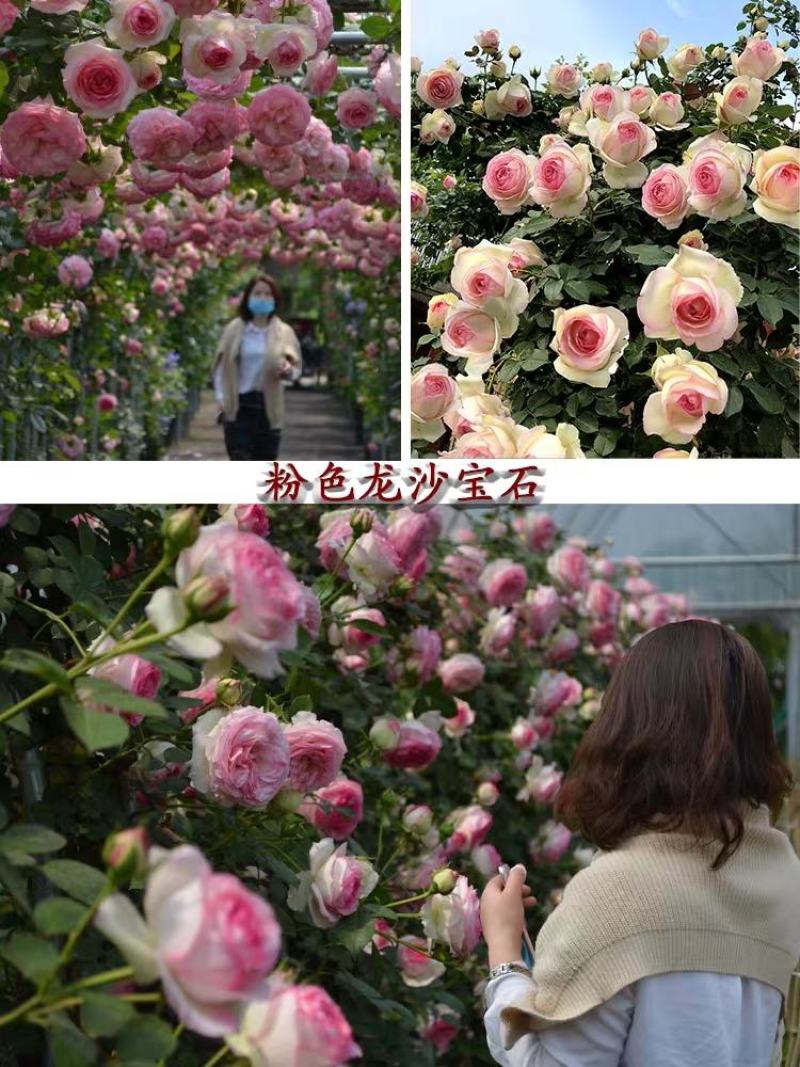 藤本月季爬藤月季2米高花苗植物花卉多季开花盆栽耐寒耐热