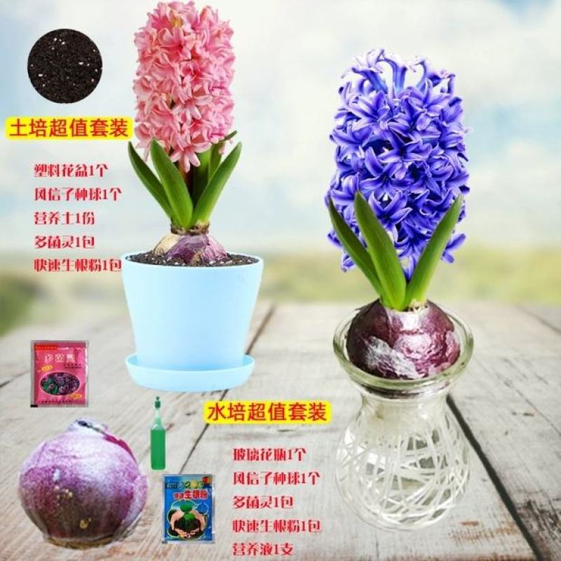 风信子种球洋水仙易活土培水培植物绿植花海盆栽室种植