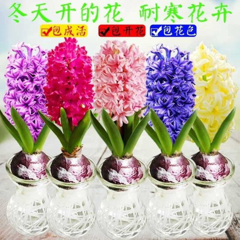 风信子种球洋水仙易活土培水培植物绿植花海盆栽室种植