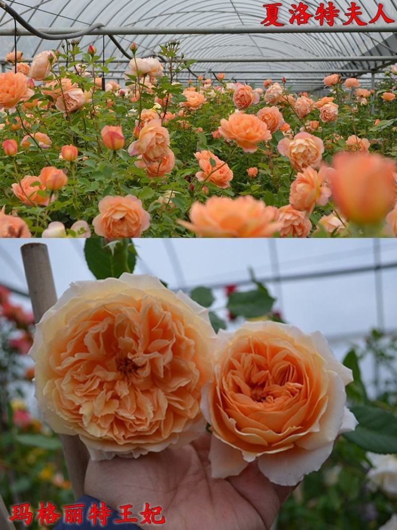 藤本月季爬藤月季2米高花苗植物花卉多季开花盆栽耐寒耐热