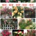 藤本月季爬藤月季2米高花苗植物花卉多季开花盆栽耐寒耐热