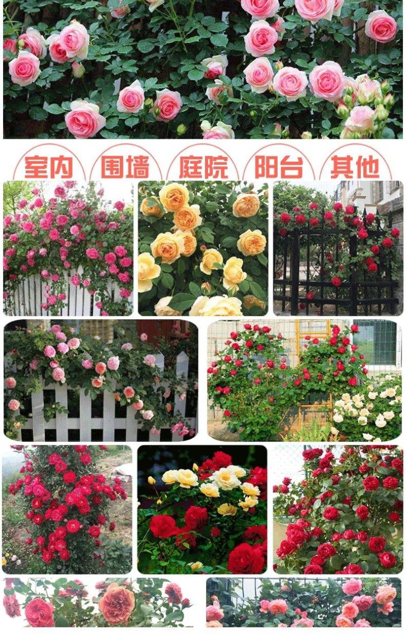 藤本月季爬藤月季2米高花苗植物花卉多季开花盆栽耐寒耐热