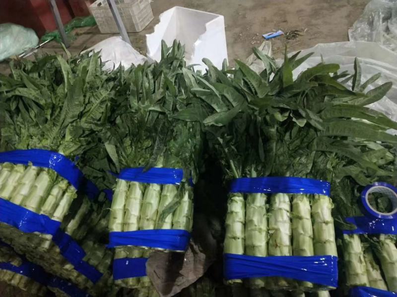 莴笋三青莴笋红尖叶莴笋大量上市中不空心不开花