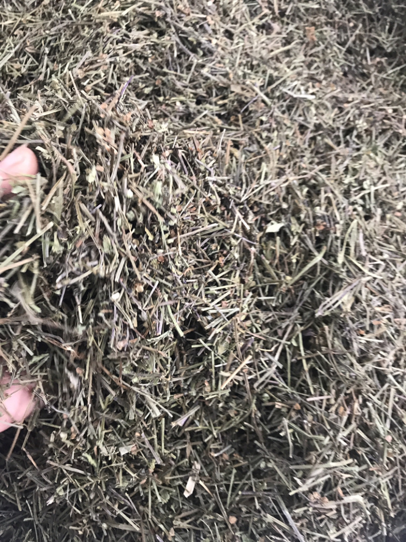 半枝莲切段支持线上交易量大从优