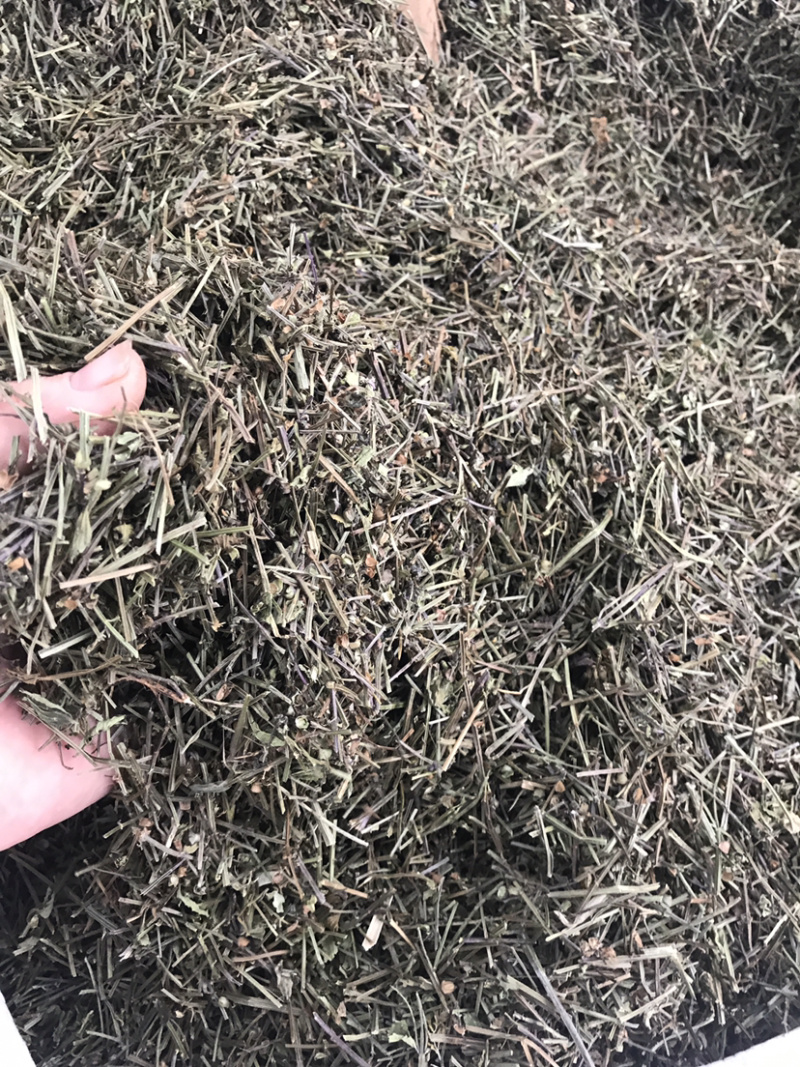 半枝莲切段支持线上交易量大从优