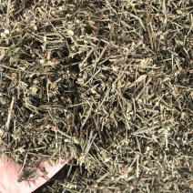半枝莲切段支持线上交易量大从优