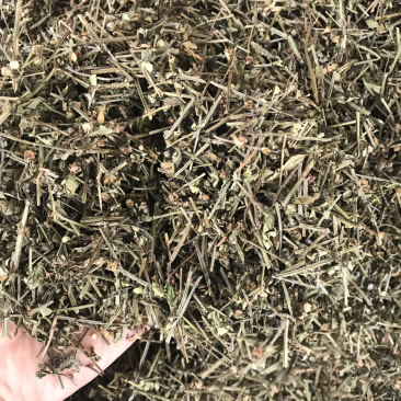 半枝莲切段支持线上交易量大从优