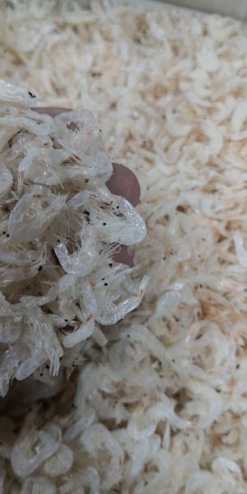 虾皮淡干虾皮500g~10000g装量大优惠产地直销船货