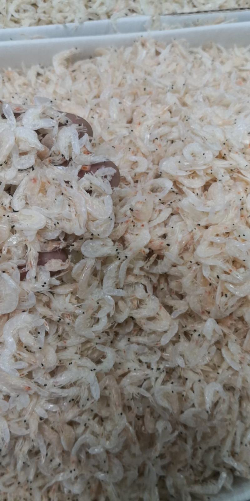 虾皮淡干虾皮500g~10000g装量大优惠产地直销船货