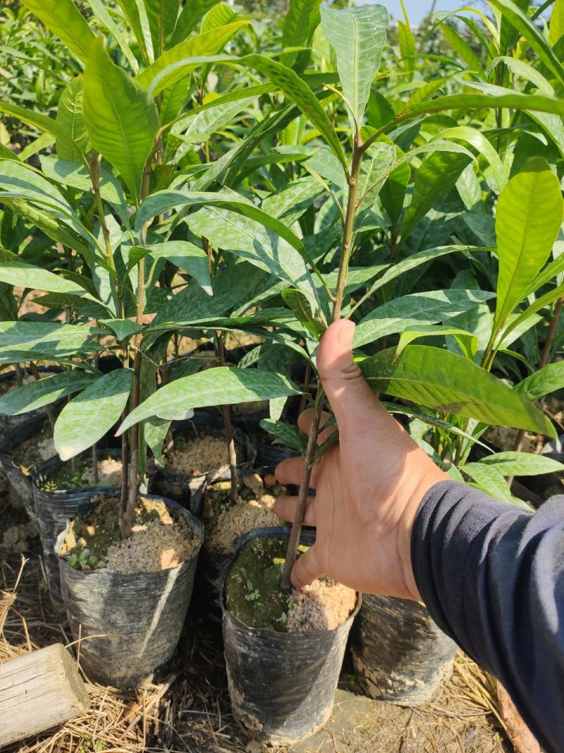 蛋黄果苗自家育苗台湾耀堂仙桃嫁接苗